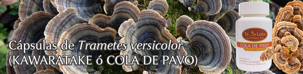 Te Latte Café - Cápsulas de Trametes versicolor (Kawaratake) o Cola de Pavo